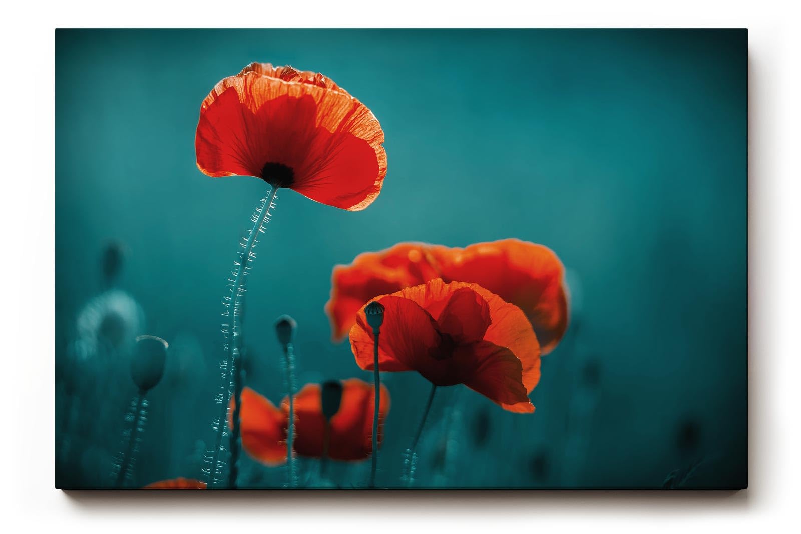 Sinus Art Wandbild 120x80cm Mohnblumen in intensivem Rot auf türkisblauem Hintergrund – modern, kraftvoll, reduziert