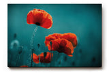 Sinus Art Wandbild 120x80cm Mohnblumen in intensivem Rot auf türkisblauem Hintergrund – modern, kraftvoll, reduziert