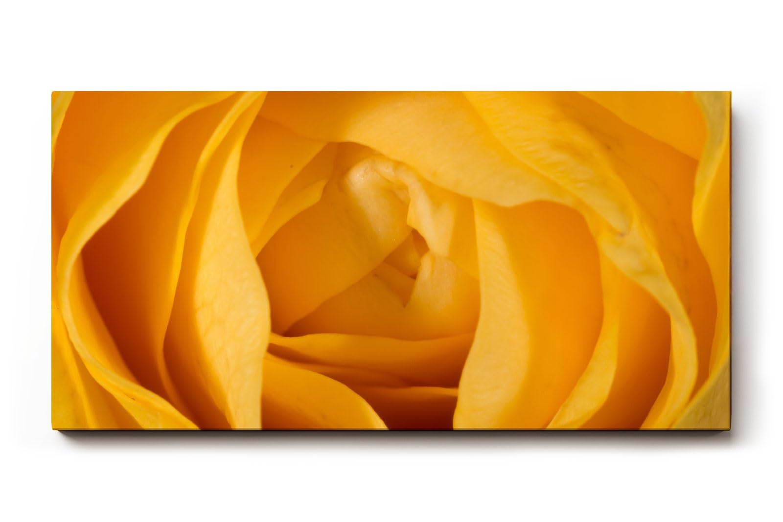 Sinus Art Wandbild 120x80cm Detailreiche Makroaufnahme einer gelben Rose – Symbol für Freundschaft und Freude
