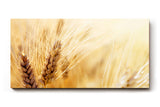 Sinus Art Wandbild 120x80cm Sommerliches Kornfeld mit Weizenähren in goldener Abendsonne