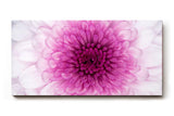 Sinus Art Wandbild 120x80cm Perfekte Nahaufnahme einer rosa Chrysantheme mit harmonischer Symmetrie und Tiefe