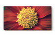 Sinus Art Wandbild 120x80cm Atemberaubende Nahaufnahme einer roten Blüte mit faszinierender Texturwirkung