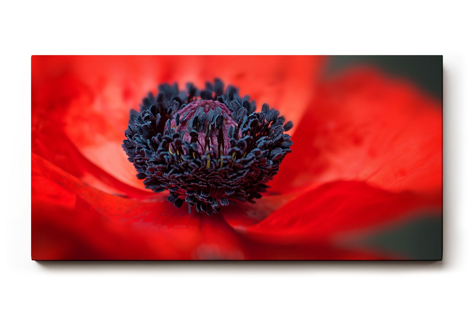 Sinus Art Wandbild 120x80cm Starke Nahaufnahme einer offenen roten Mohnblüte mit Fokus auf das tiefschwarze Zentrum