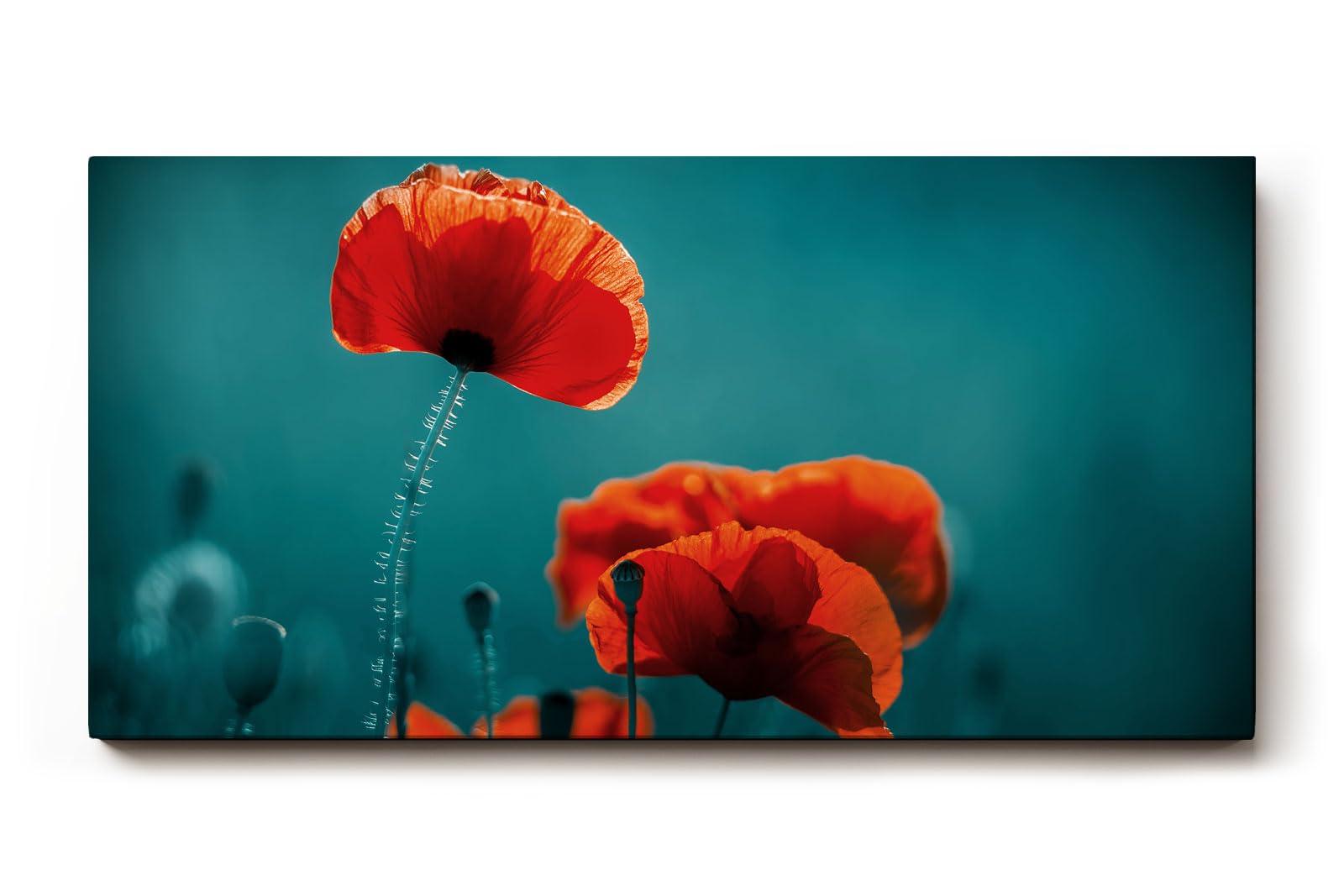 Sinus Art Wandbild 120x80cm Leuchtende Mohnblüten heben sich kontrastreich vom dunklen Hintergrund ab