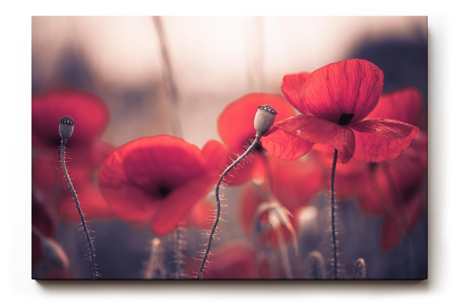 Sinus Art Wandbild 120x80cm Ruhige Szene mit roten Mohnblumen in weicher Unschärfe und natürlichem Licht
