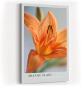 Paul Sinus Kunstdruck 40x60cm Orange Flare Lilie Makro Blume Orange Nahaufnahme Pflanze