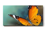 Sinus Art Wandbild 120x80cm Detaillierte Nahaufnahme eines orangefarbenen Schmetterlings mit harmonischer Komposition