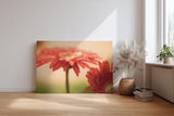 Sinus Art Wandbild 120x80cm Emotionale Nahaufnahme einer roten Gerbera mit schimmernden Tautropfen auf den Blütenblättern