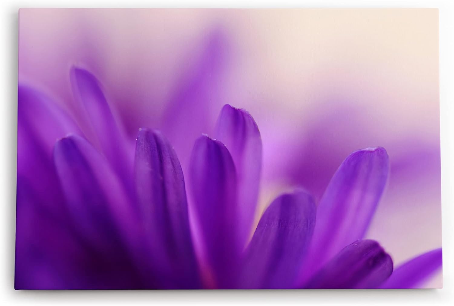 Paul Sinus Wandbild 120x80cm Blumen Blüten Violett Nahaufnahme Makrofotografie Kunstvoll