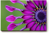Sinus Art Wandbild 120x80cm Ausdrucksstarkes Blütendesign mit einzigartiger Form und intensiver Farbgebung