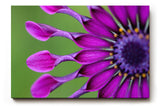 Sinus Art Wandbild 120x80cm Ausdrucksstarkes Blütendesign mit einzigartiger Form und intensiver Farbgebung