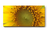Sinus Art Wandbild 120x80cm Atemberaubendes Makromotiv einer Sonnenblume – intensiv, lebendig und ausdrucksstark