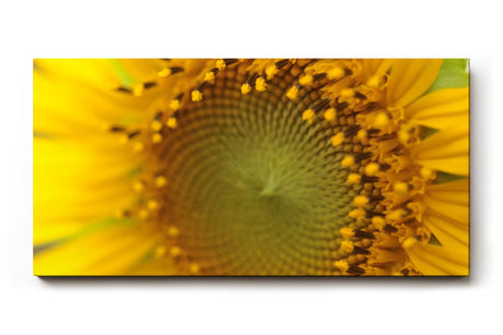 Sinus Art Wandbild 120x80cm Atemberaubendes Makromotiv einer Sonnenblume – intensiv, lebendig und ausdrucksstark