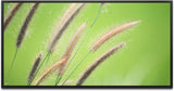 Grashalm ca. 130x70cm Wandbild inklusive Schattenfugenrahmen schwarz - Panorama Leinwand Bild XXL Format Wandbilder Wohnzimmer Wohnung Deko Kunstdrucke