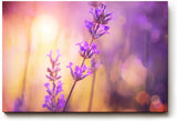 Sinus Art Wandbild 120x80cm Stimmungsvolles Lavendel-Motiv mit leuchtenden Farben auf harmonischem Hintergrund
