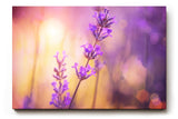 Sinus Art Wandbild 120x80cm Stimmungsvolles Lavendel-Motiv mit leuchtenden Farben auf harmonischem Hintergrund