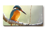 Sinus Art Wandbild 120x80cm Detailreiche Aufnahme eines Eisvogels mit blauen und orangefarbenen Federn in ruhiger Pose