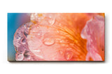 Sinus Art Wandbild 120x80cm Zarte Blütenstruktur mit Wassertropfen in weichem Morgenlicht auf Leinwand fixiert