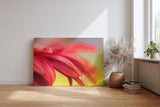 Sinus Art Wandbild 120x80cm Detailreiche Nahaufnahme roter Blütenblätter mit glitzerndem Tautropfen