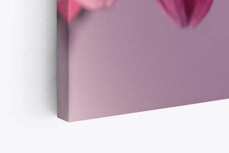 Paul Sinus Wandbild 120x80cm Barberton Blume Blüte Rosa Nahaufnahme Kunstvoll