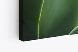 Paul Sinus Wandbild 120x80cm Pflanze Grün Nahaufnahme Fotokunst Natur Dekorativ