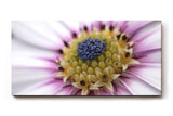 Sinus Art Wandbild 120x80cm Nahaufnahme mit faszinierendem Aufbau und intensiver Farbabstufung