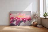 Sinus Art Wandbild 120x80cm Anmutige Nahaufnahme einer rosa Gerbera mit weichen Lichtverläufen