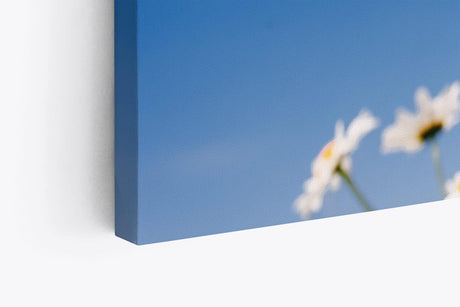 Paul Sinus Wandbild 120x80cm Gänseblümchen Blumen blauer Himmel Sonnenschein Sommer
