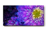 Sinus Art Wandbild 120x80cm Zwei Blüten in Nahaufnahme – detailreich und harmonisch miteinander verschmolzen