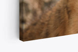 Paul Sinus Wandbild 120x80cm Kleiner Tiger Babytiger Tierfotografie Katze Katzenbaby