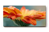 Sinus Art Wandbild 120x80cm Erfrischende Darstellung einer orangefarbenen Blüte mit glitzernden Tropfen