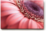 Sinus Art Wandbild 120x80cm Detailreiche Makroaufnahme einer Blüte mit sanfter Eleganz und organischer Struktur