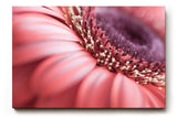 Sinus Art Wandbild 120x80cm Detailreiche Makroaufnahme einer Blüte mit sanfter Eleganz und organischer Struktur