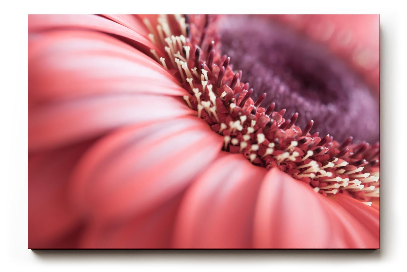 Sinus Art Wandbild 120x80cm Detailreiche Makroaufnahme einer Blüte mit sanfter Eleganz und organischer Struktur