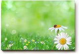 Sinus Art Wandbild 120x80cm Nahaufnahme mit Gänseblümchen und Marienkäfer auf unscharfem Frühlingshintergrund