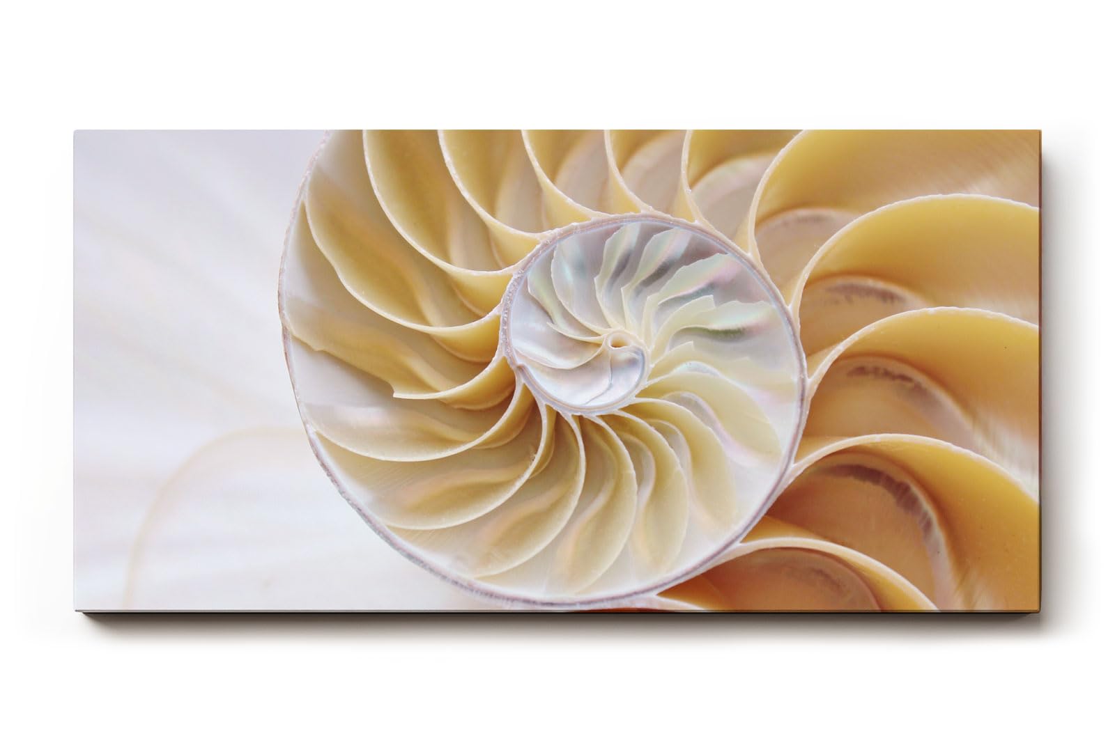 Sinus Art Wandbild 120x80cm Spiralförmige Nautilus-Schale in sanften Beige- und Perlmutttönen
