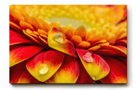 Sinus Art Wandbild 120x80cm Rote und gelbe Gerbera-Blüte mit Wassertropfen – ausdrucksstark, frisch und kraftvoll