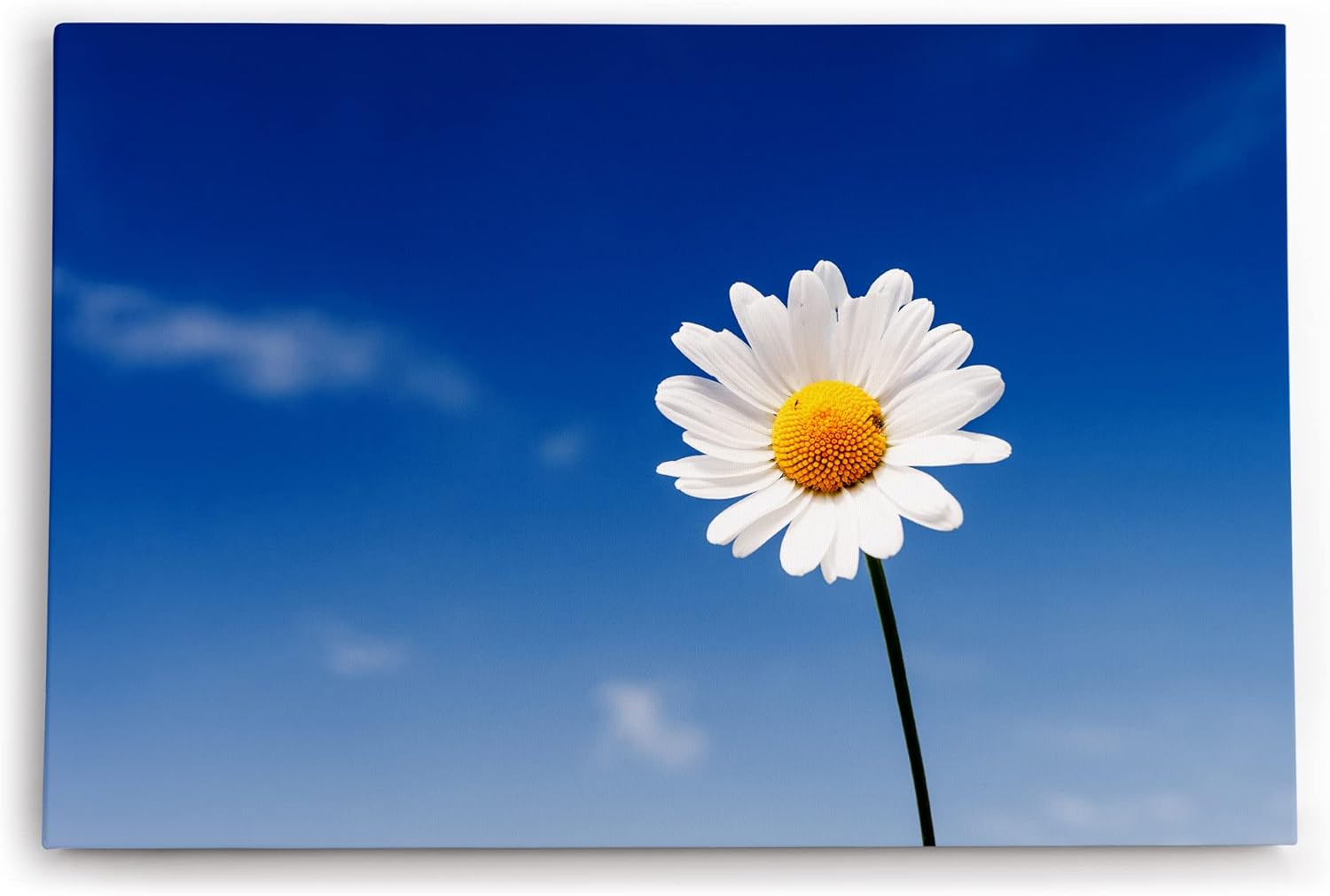 Paul Sinus Wandbild 120x80cm Gänseblümchen Blume blauer Himmel Sonnenschein