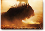 Sinus Art Wandbild 120x80cm Eindrucksvolle Tieraufnahme mit staubigem Lichtspiel und natürlicher Wildnis-Atmosphäre