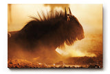 Sinus Art Wandbild 120x80cm Eindrucksvolle Tieraufnahme mit staubigem Lichtspiel und natürlicher Wildnis-Atmosphäre
