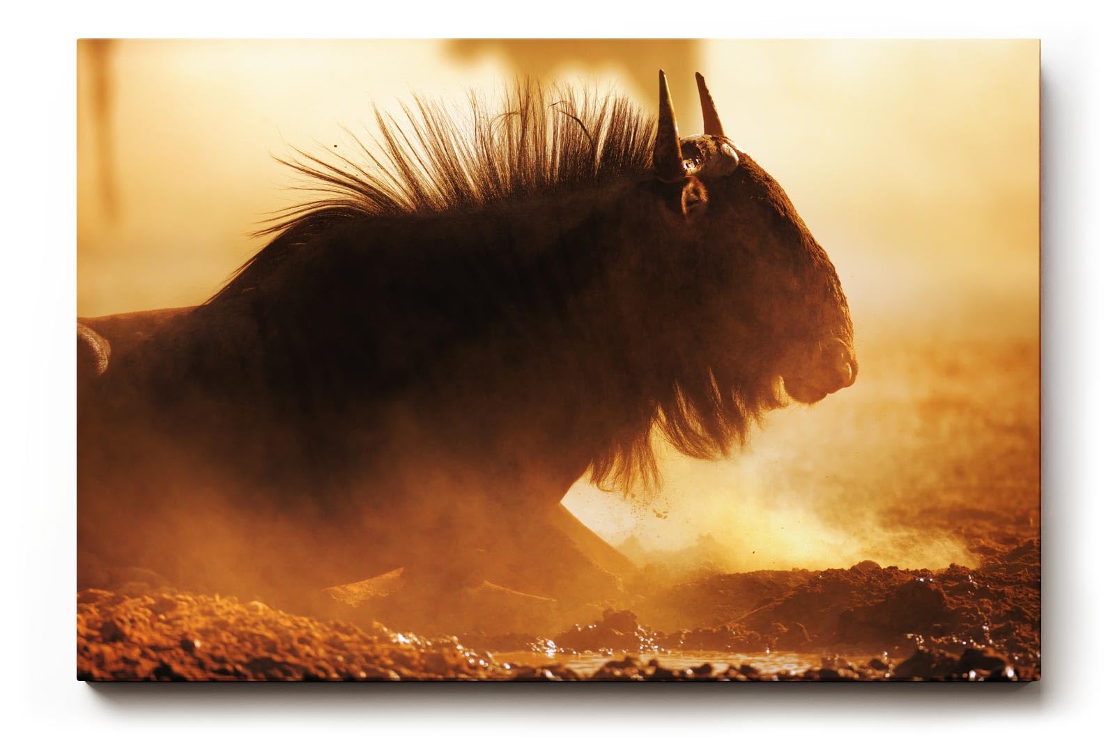 Sinus Art Wandbild 120x80cm Eindrucksvolle Tieraufnahme mit staubigem Lichtspiel und natürlicher Wildnis-Atmosphäre