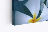 Paul Sinus Wandbild 120x80cm Blumen weiße Blüten Westindische Frangipani Kunstvoll