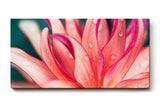 Sinus Art Wandbild 120x80cm Blüte in Pink mit Tautropfen – faszinierende Struktur und frische Ästhetik