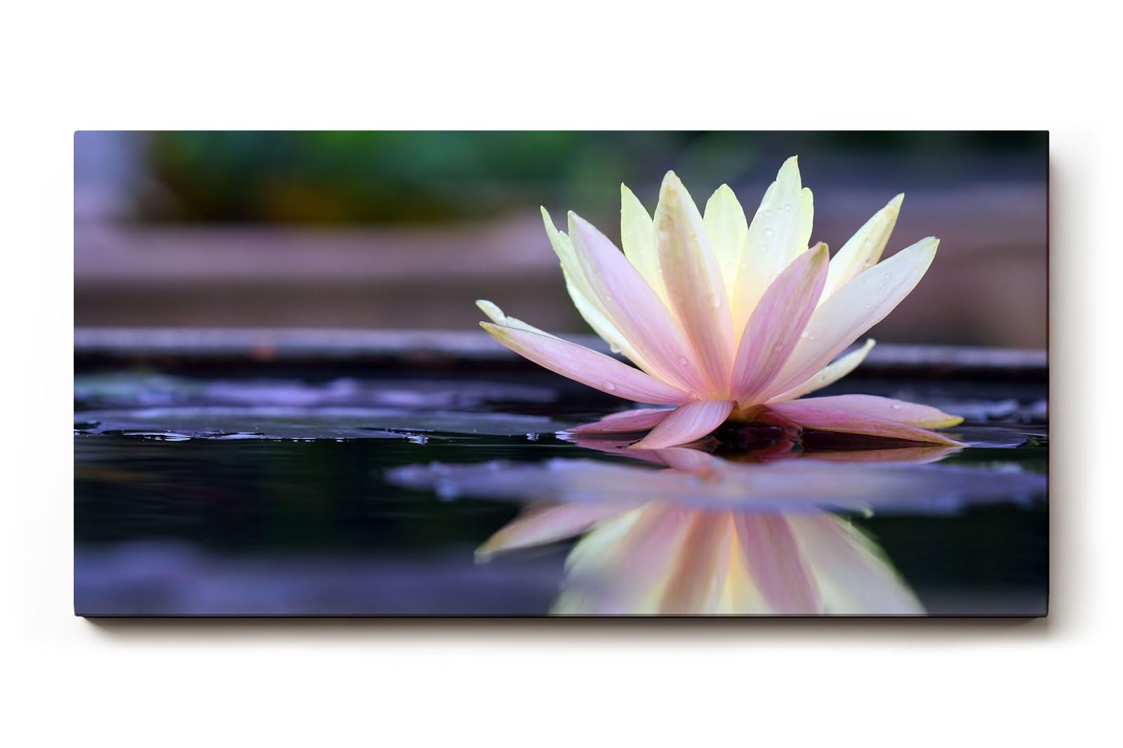 Sinus Art Wandbild 120x80cm Zartrosa Seerose auf dunklem Wasser mit Reflexion – ruhig, edel und harmonisch