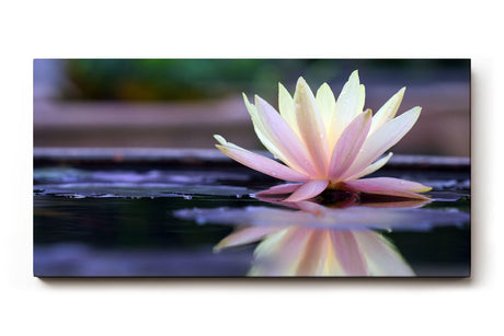 Sinus Art Wandbild 120x80cm Zartrosa Seerose auf dunklem Wasser mit Reflexion – ruhig, edel und harmonisch