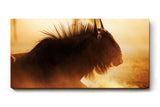 Sinus Art Wandbild 120x80cm Eindrucksvolle Tieraufnahme mit staubigem Lichtspiel und natürlicher Wildnis-Atmosphäre