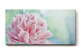 Sinus Art Wandbild 120x80cm Sanfte Blume in Nahaufnahme mit verträumter Hintergrundunschärfe