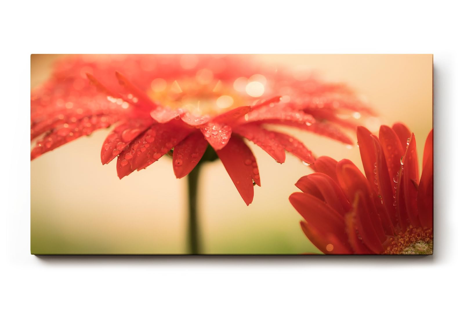 Sinus Art Wandbild 120x80cm Emotionale Nahaufnahme einer roten Gerbera mit schimmernden Tautropfen auf den Blütenblättern