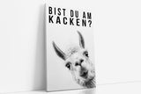 Paul Sinus Poster/Leinwandbild/Rahmenoption Lustiges Lamabild – Witzige Klo-Deko fürs Gäste-WC – Perfekt für Humorvolle
