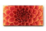 Sinus Art Wandbild 120x80cm Faszinierende Blütenstruktur in perfekter Symmetrie als Symbol für Schönheit und Harmonie